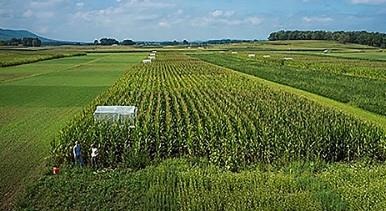 Cover Crops May Be Used To Mitigate And Adapt To Climate Change